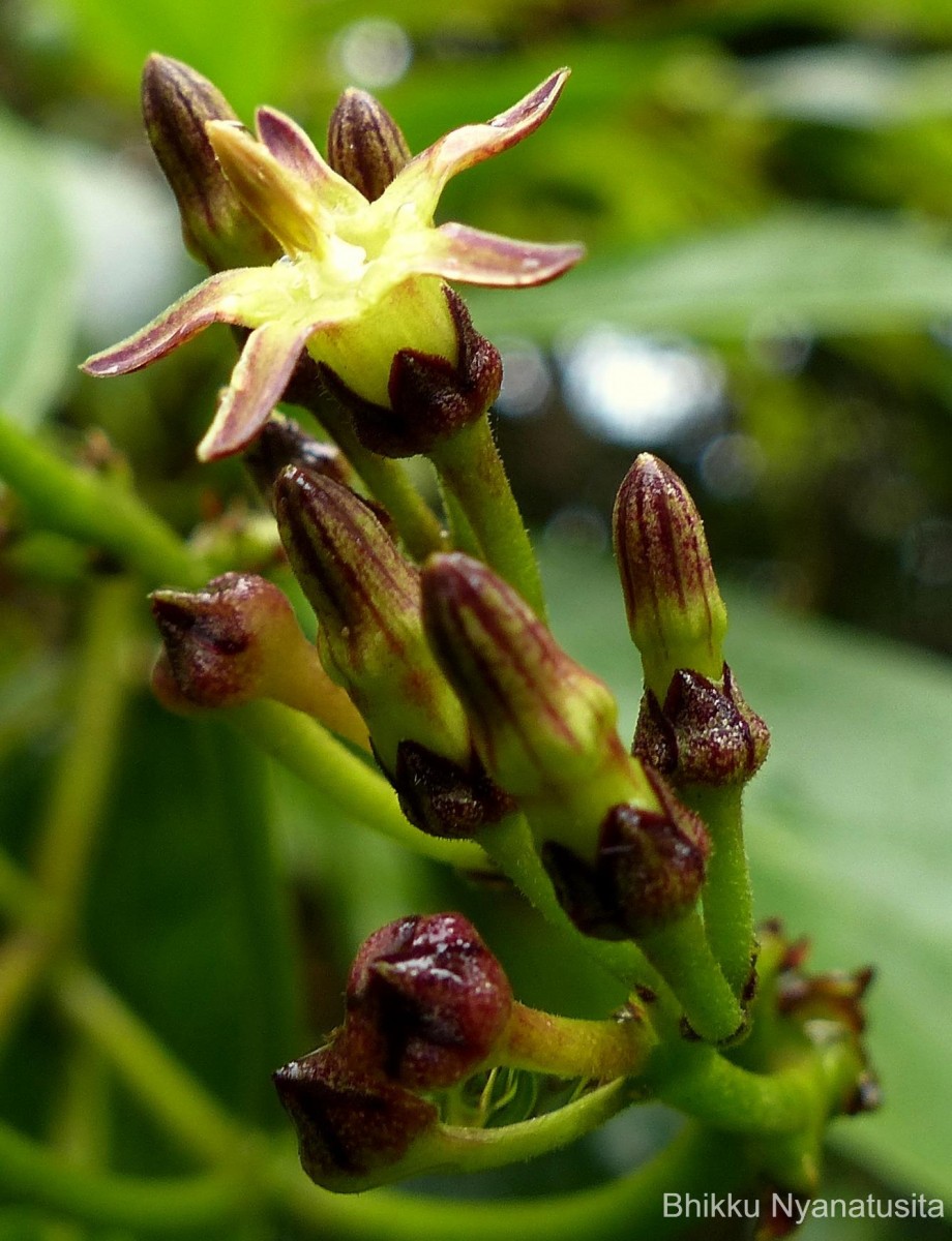 Parsonsia alboflavescens (Dennst.) Mabb.